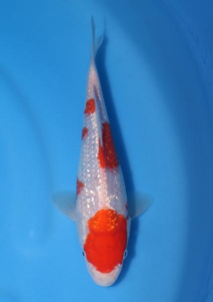 銀鱗紅白　23㎝
