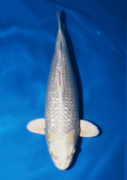 銀鱗プラチナ　45㎝