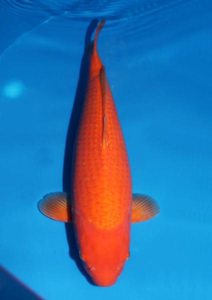 アルビノレッドカラシ♀　52㎝