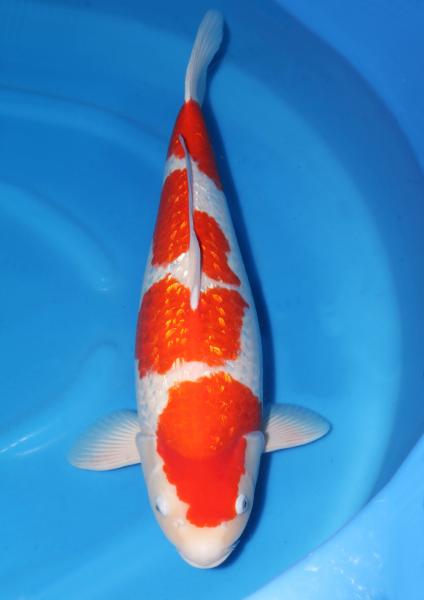 銀鱗紅白♀　64㎝