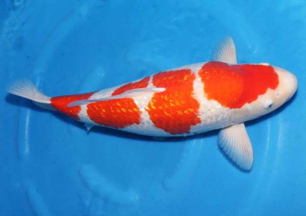 銀鱗紅白♀　64㎝
