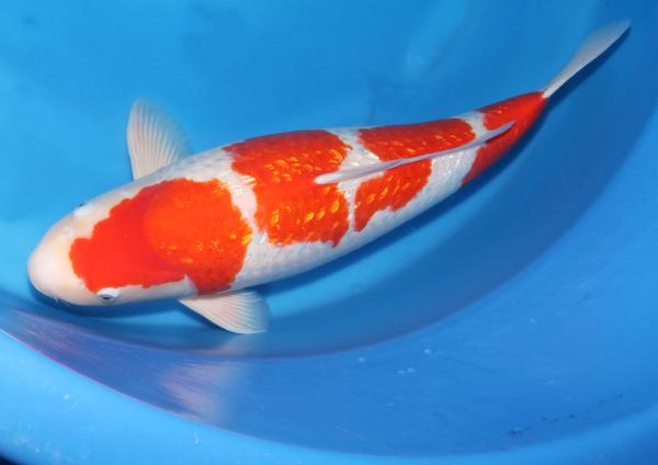 銀鱗紅白♀　64㎝