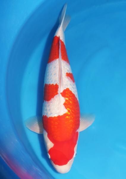 銀鱗紅白♀　48㎝