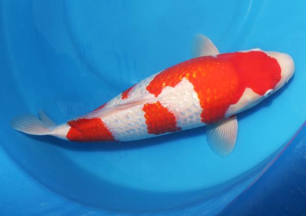 銀鱗紅白♀　48㎝