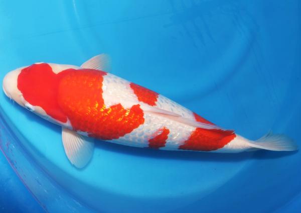 銀鱗紅白♀　48㎝
