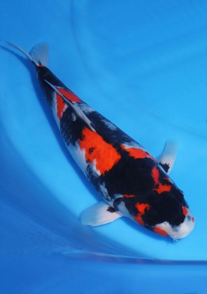 昭和♀　47㎝
