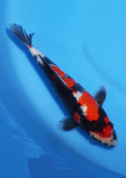 昭和　22㎝
