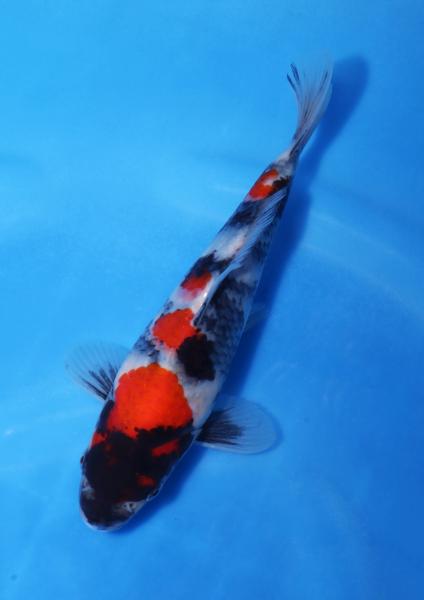 昭和　19㎝