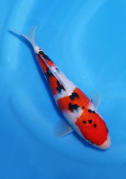 大正三色　23㎝