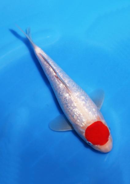 銀鱗丹頂　24㎝