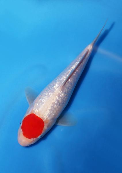 銀鱗丹頂　24㎝