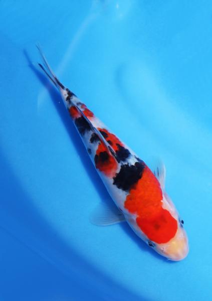 大正三色　23㎝