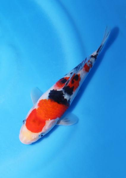 大正三色　23㎝