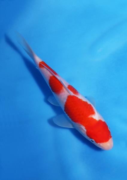 紅白　19㎝