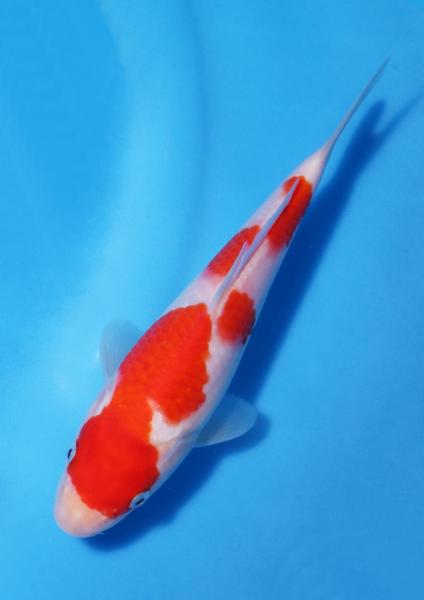 紅白　19㎝
