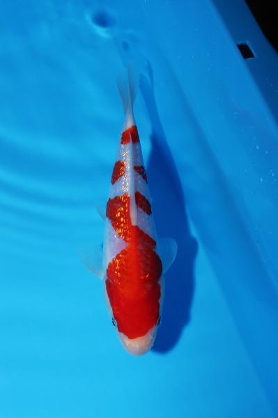 銀鱗紅白　17㎝