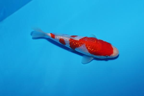 銀鱗紅白　17㎝