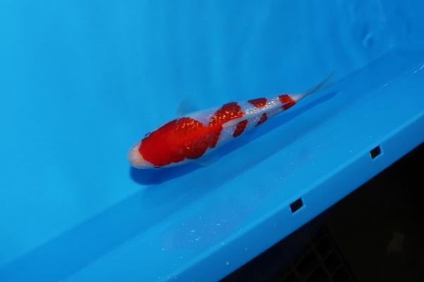 銀鱗紅白　17㎝