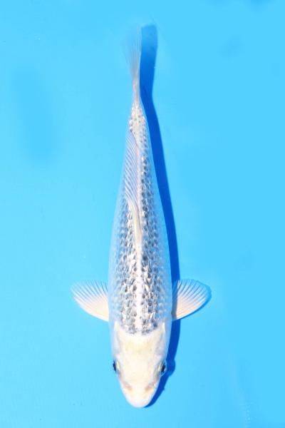 銀鱗銀松葉 18cm