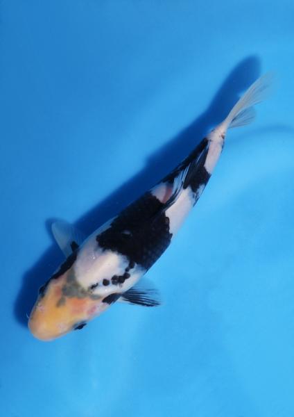 白写り　21㎝