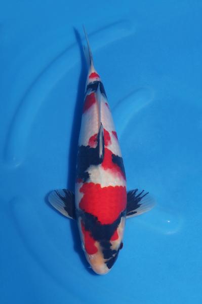 昭和♂　　35㎝