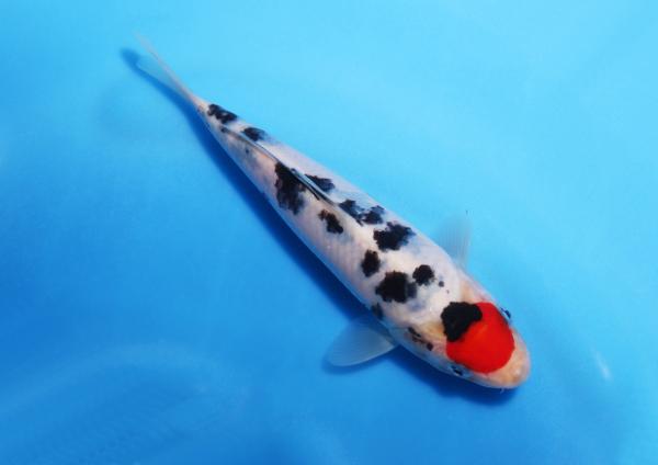丹頂三色　17㎝