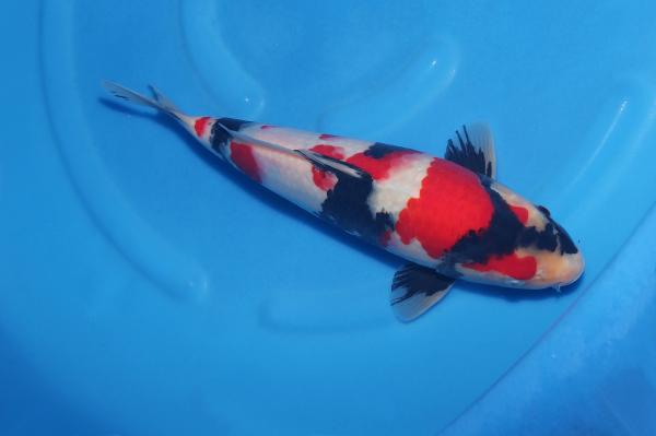 昭和♂　　35㎝