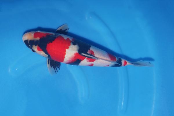 昭和♂　　35㎝