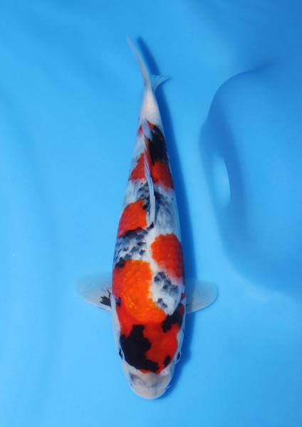 昭和♀　28㎝