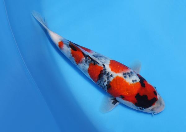昭和♀　28㎝