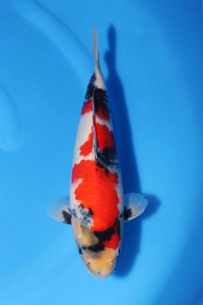 昭和♂　　31㎝
