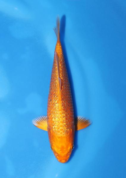 銀鱗オレンジ　19㎝