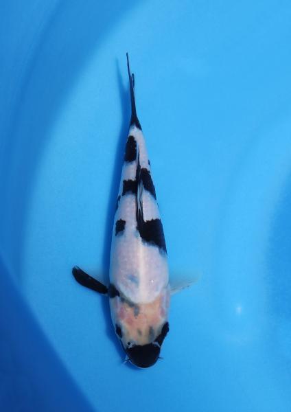 白写り　19㎝