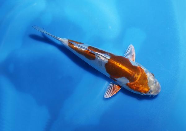 ドイツメタリック落ち葉　17㎝