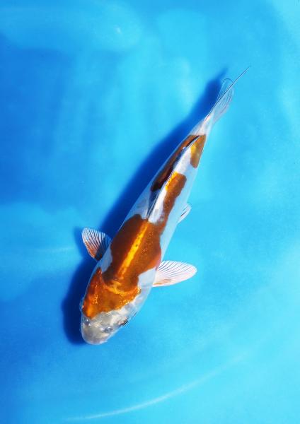 ドイツメタリック落ち葉　17㎝