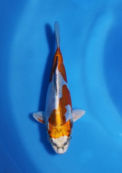 ドイツメタリック落ち葉　20㎝