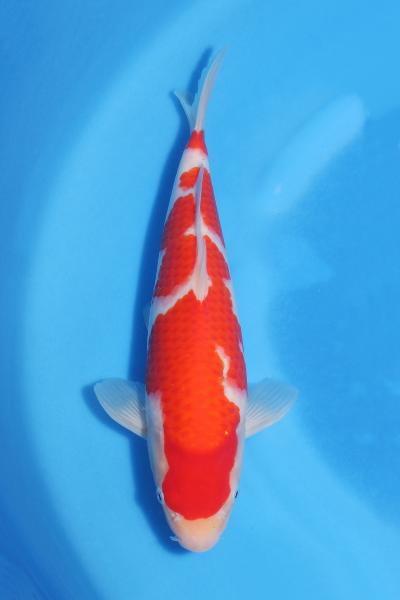紅白♂　　30㎝