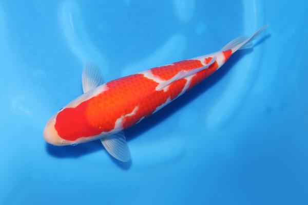 紅白♂　　30㎝