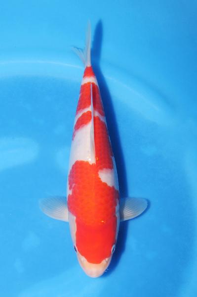 紅白　　25㎝