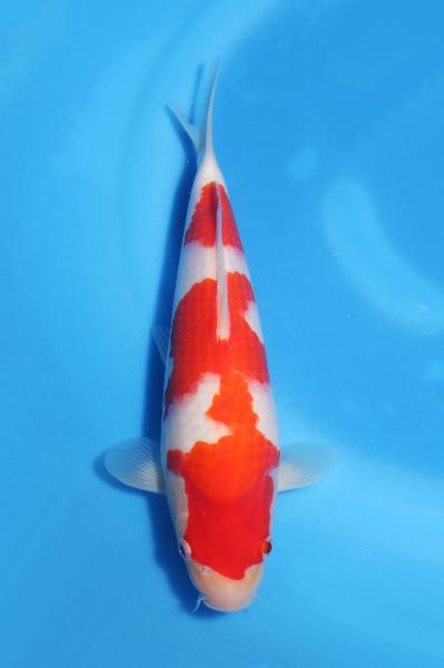 紅白　　27㎝