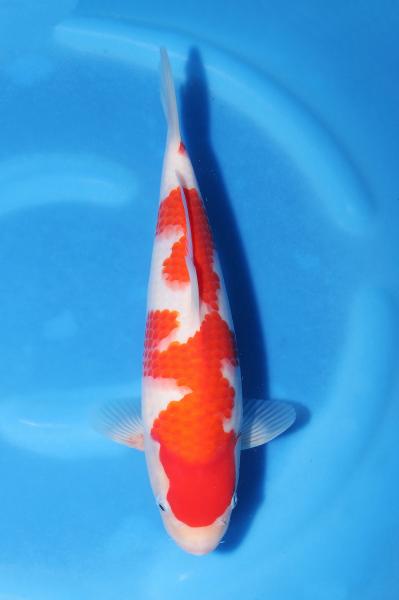 紅白　　27㎝