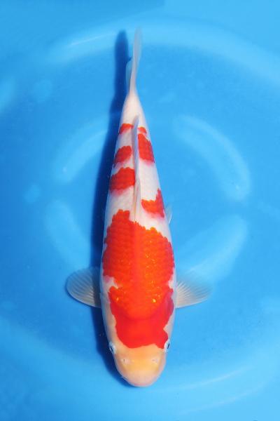 紅白　　31㎝