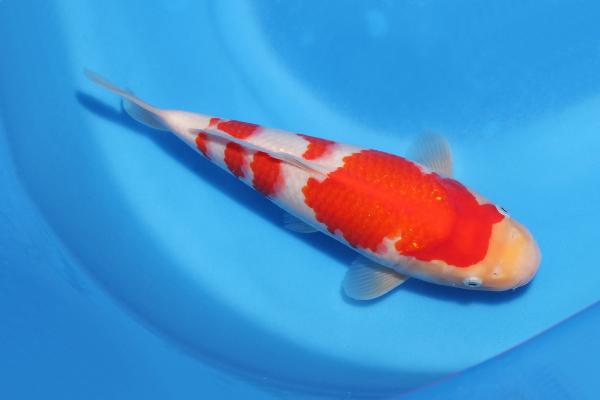 紅白　　31㎝