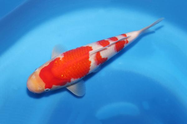 紅白　　31㎝