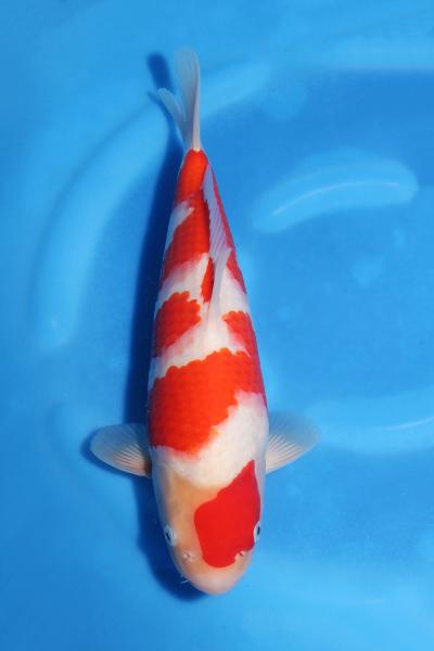 紅白　　31㎝