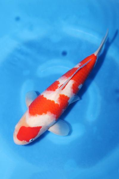 紅白　　31㎝