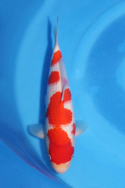 紅白　　30㎝