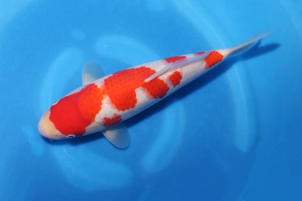 紅白　　30㎝