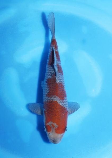 落ち葉　24㎝