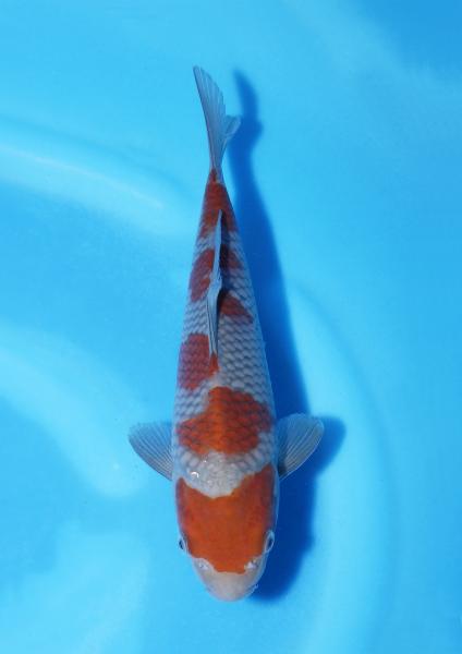 落ち葉　23㎝
